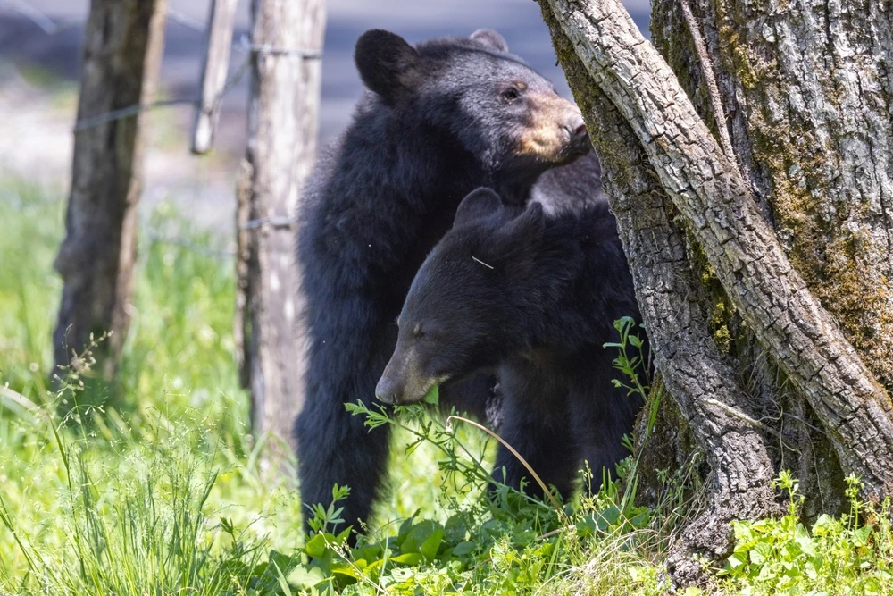 Smoky Mountain black bears